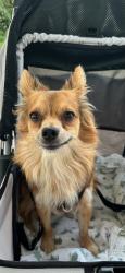 Reunited Male Dog last seen Ashton Village Drive, Montgomery County, TX 77386