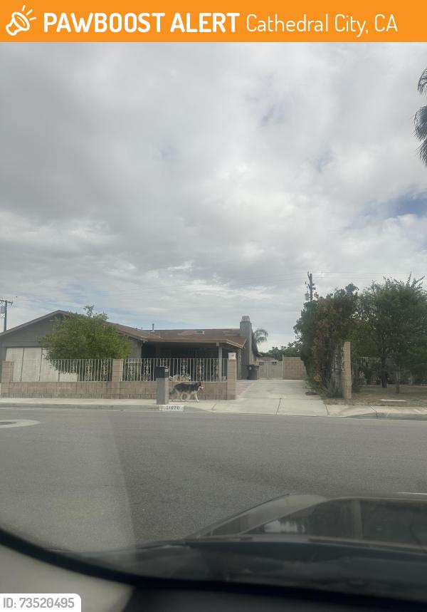 Found/Stray Unknown Dog last seen San eljay, Cathedral City, CA 92234
