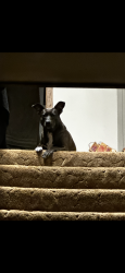 Reunited Female Dog last seen Waukon ave St. Paul, Saint Paul, MN 55119