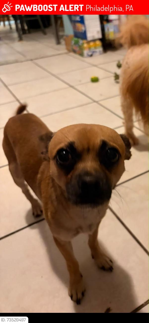 Lost Male Dog last seen Near Snyder avenue, Philadelphia, PA 19148