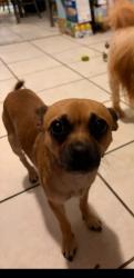 Lost Male Dog last seen Near Snyder avenue, Philadelphia, PA 19148