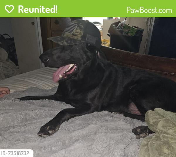 Reunited Male Dog last seen Ray and Alma School, Chandler, AZ 85224