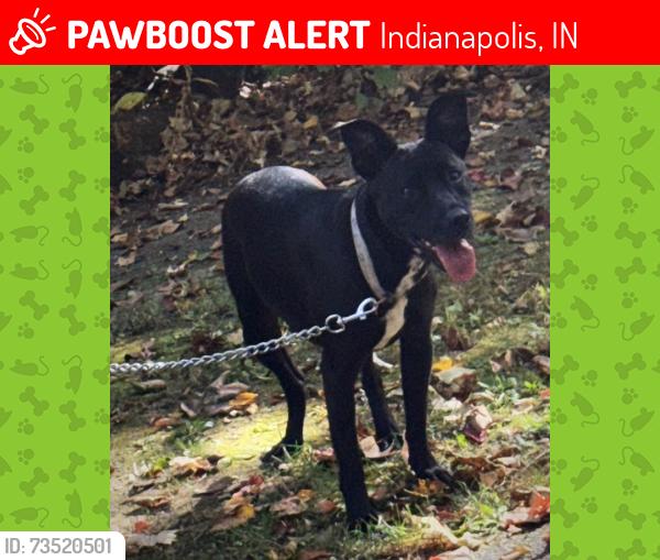 Lost Female Dog last seen Kentucky and Raymond, Indianapolis, IN 46221