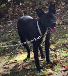 Lost Female Dog last seen Kentucky and Raymond, Indianapolis, IN 46221