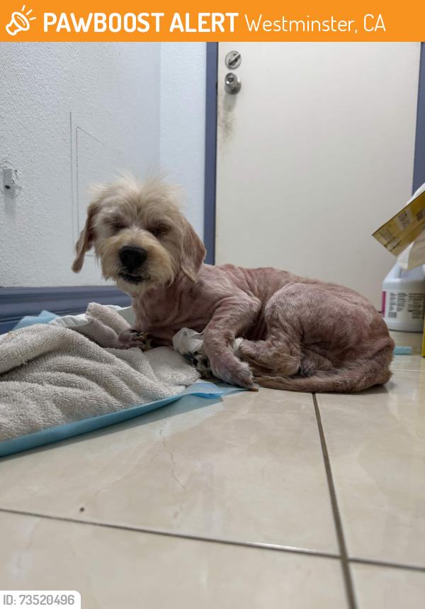 Found/Stray Male Dog last seen Bowling Green Park, Westminster 92683, Westminster, CA 92683
