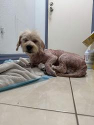 Found/Stray Male Dog last seen Bowling Green Park, Westminster 92683, Westminster, CA 92683