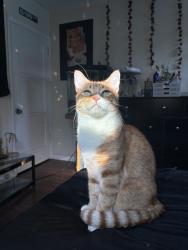 Lost Male Cat last seen It’s in the neighborhood, Long Beach, CA 90805