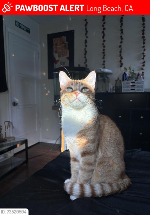 Lost Male Cat last seen It’s in the neighborhood, Long Beach, CA 90805