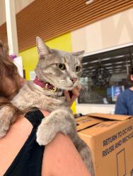 Reunited Female Cat last seen Cypress n Houston and Huffmeister, Texas tavern, Cypress, TX 77429