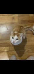 Reunited Male Cat last seen Rosewood & Amsterdam, Atlanta, GA 30306