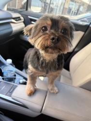 Lost Male Dog last seen Harbor Blvd & Whittier, La Habra, CA 90631