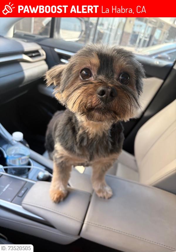 Lost Male Dog last seen Harbor Blvd & Whittier, La Habra, CA 90631