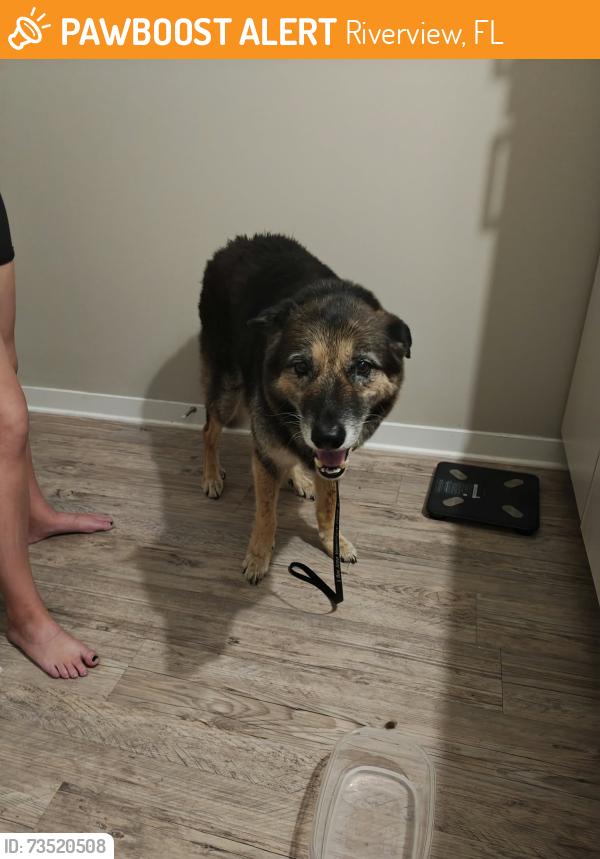 Found/Stray Unknown Dog last seen Elnora Dr and mrytlewood dr, Riverview, FL 33579