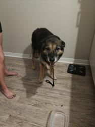 Found/Stray Unknown Dog last seen Elnora Dr and mrytlewood dr, Riverview, FL 33579