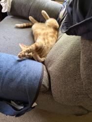 Reunited Female Cat last seen Glen and Bishop, Chambersburg, PA 17201