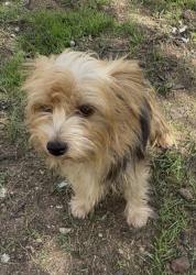 Reunited Female Dog last seen Oak Trail Shores, Granbury, TX 76048