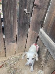 Found/Stray Male Dog last seen Davis st and manzanita ave, Moreno Valley, CA 92557