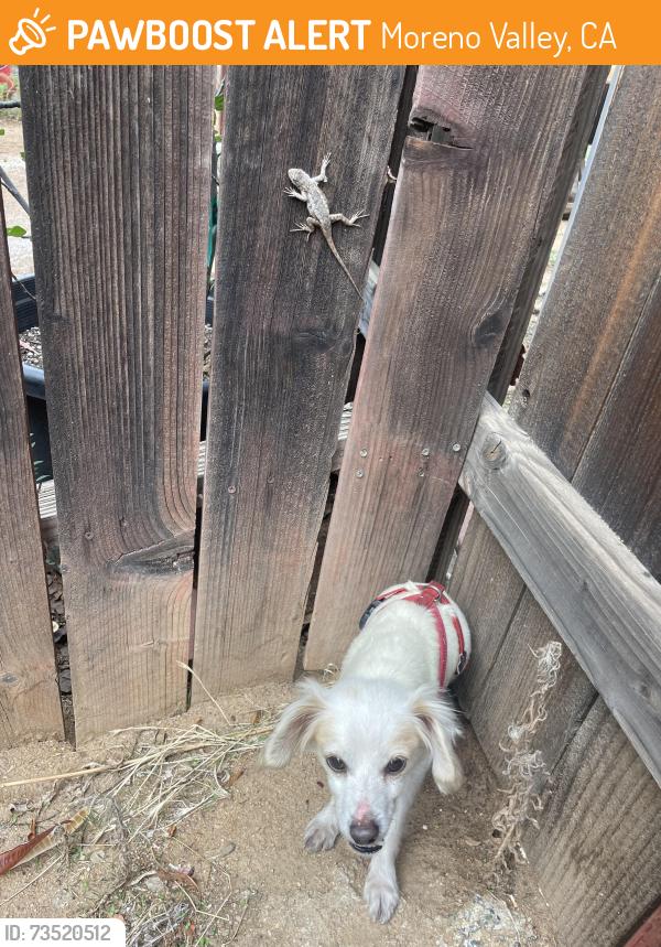 Found/Stray Male Dog last seen Davis st and manzanita ave, Moreno Valley, CA 92557