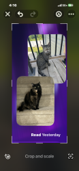 Lost Female Cat last seen Plainfield Essington Rd, Plainfield, IL 60544