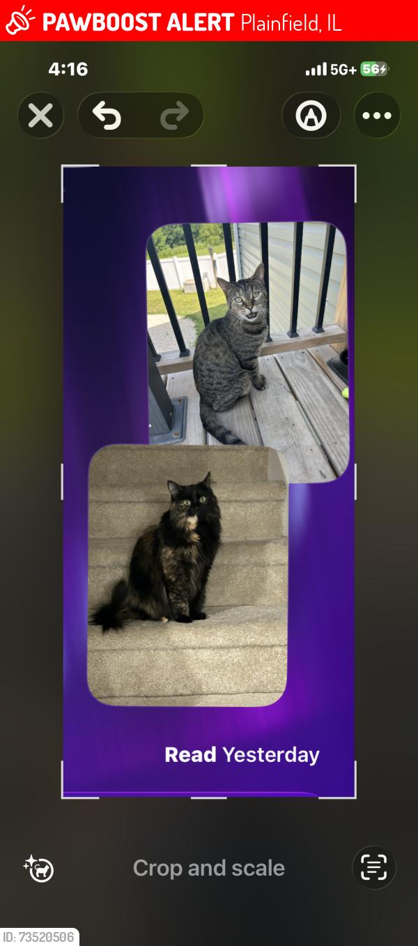 Lost Female Cat last seen Plainfield Essington Rd, Plainfield, IL 60544
