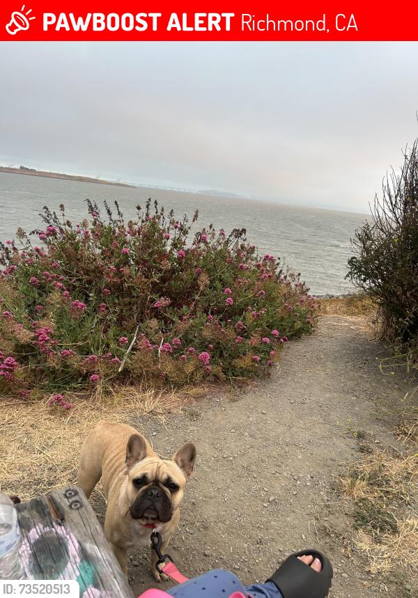Lost Female Dog last seen Lincoln elementary school, Richmond, CA 94801