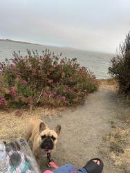 Lost Female Dog last seen Lincoln elementary school, Richmond, CA 94801