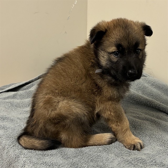 Shelter Stray Male Dog last seen , 38550 Sierra Hwy, Palmdale, CA 93550, USA