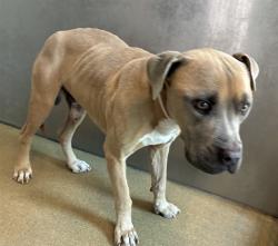 Shelter Stray Male Dog last seen , 38550 Sierra Hwy, Palmdale, CA 93550, USA