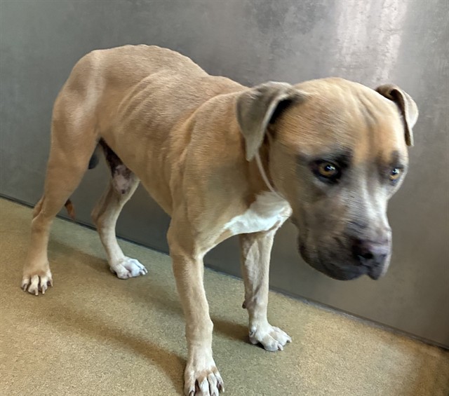 Shelter Stray Male Dog last seen , 38550 Sierra Hwy, Palmdale, CA 93550, USA