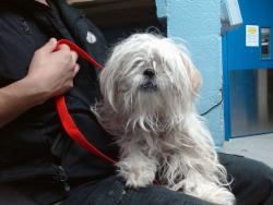 Shelter Stray Female Dog last seen COORS / ALAMEDA, 11800 Sunset Gardens Rd SW, Albuquerque, NM 87121, USA
