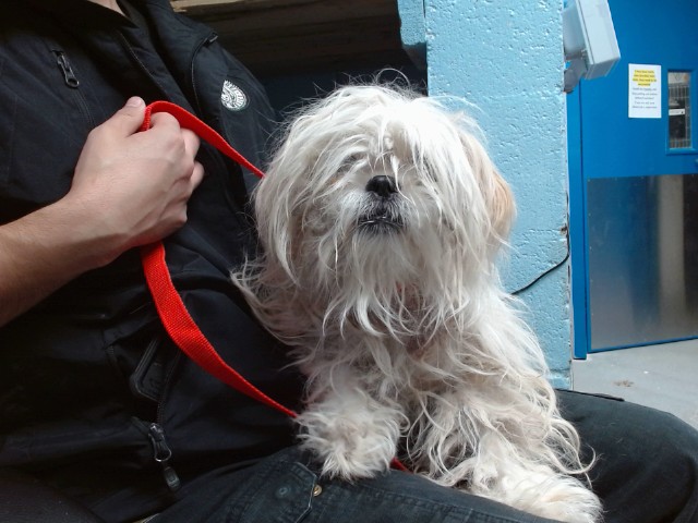 Shelter Stray Female Dog last seen COORS / ALAMEDA, 11800 Sunset Gardens Rd SW, Albuquerque, NM 87121, USA