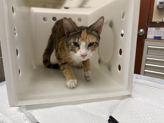 Shelter Stray Unknown Cat last seen Near BLOCK S 15TH PL, 3839 W Burnham St, West Milwaukee, WI 53215, USA