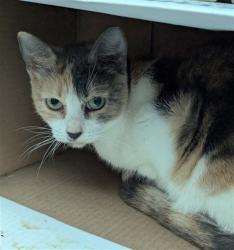 Shelter Stray Female Cat last seen Near BLOCK GRANT ST, HOLLYWOOD FL 33021, 2400 SW 42nd St, Fort Lauderdale, FL 33312, USA