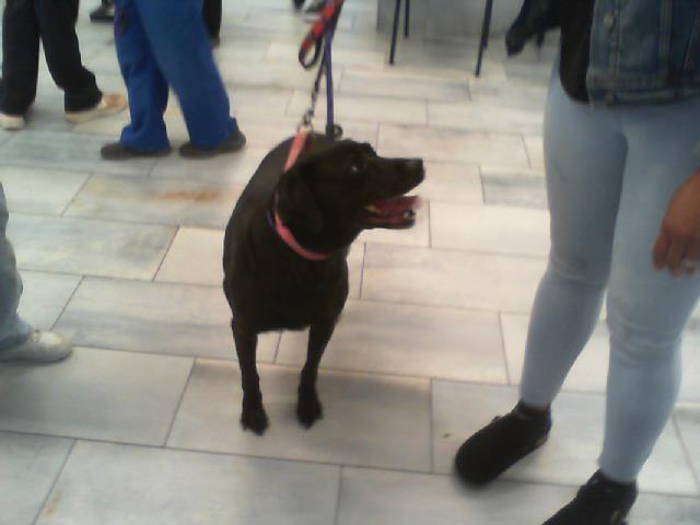 Shelter Stray Female Dog last seen CHARLOTTE, 8315 Byrum Dr, Charlotte, NC 28217, USA