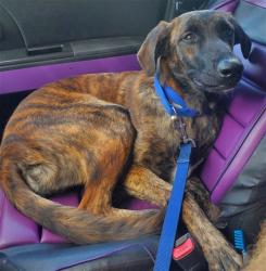 Shelter Stray Female Dog last seen Near BLOCK AVON LN, N LAUDERDALE FL 33068, 2400 SW 42nd St, Fort Lauderdale, FL 33312, USA