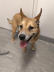 Shelter Stray Female Dog last seen COLORADO BLVD AND CHERRY CREEK, 2080 S Quebec St, Denver, CO 80231, USA