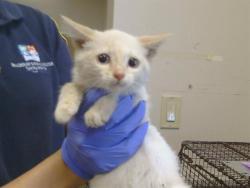 Shelter Stray Female Cat last seen BRADHSAW RD/GOETHE RD, 95827, 3839 Bradshaw Rd, Sacramento, CA 95827, USA