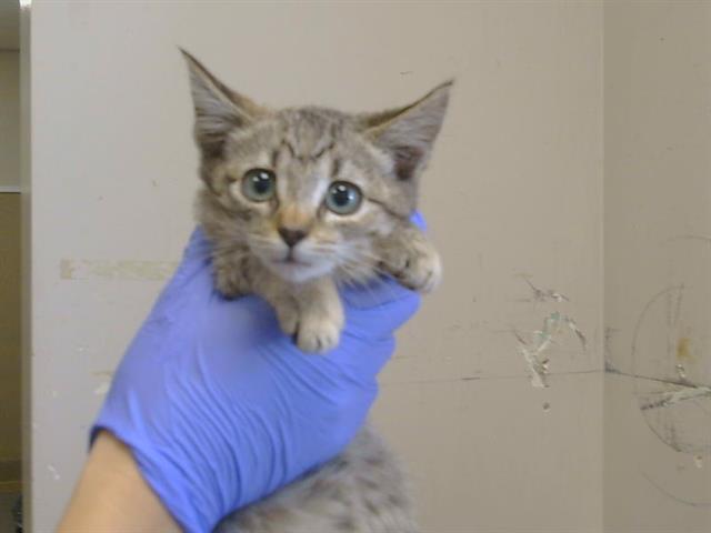Shelter Stray Female Cat last seen BRADHSAW RD/GOETHE RD, 95827, 3839 Bradshaw Rd, Sacramento, CA 95827, USA