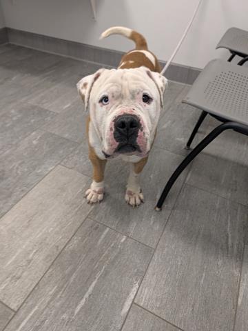 Shelter Stray Male Dog last seen Near BLOCK N DEEPHAVEN CT, DENVER CO 80239, 2080 S Quebec St, Denver, CO 80231, USA