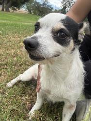 Found/Stray Male Dog last seen Brookfield and Woodgate, West Covina, CA 91792
