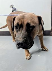 Shelter Stray Female Dog last seen Near BLK DEL REY CT BAKERSFIELD, 201 S Mt Vernon Ave, Bakersfield, CA 93307, USA