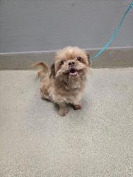 Shelter Stray Female Dog last seen E TONOPAH AVE & N BRUCE ST, 655 N Mojave Rd, Las Vegas, NV 89101, USA