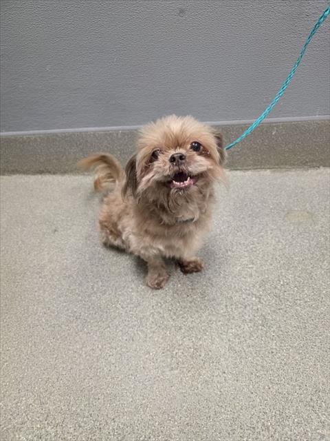 Shelter Stray Female Dog last seen E TONOPAH AVE & N BRUCE ST, 655 N Mojave Rd, Las Vegas, NV 89101, USA