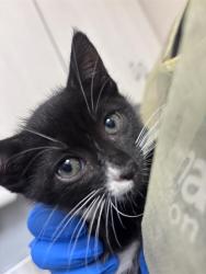 Shelter Stray Male Cat last seen Near BLOCK HELD RD BLOCK, 655 N Mojave Rd, Las Vegas, NV 89101, USA