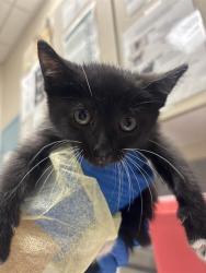 Shelter Stray Female Cat last seen Near BLOCK HELD RD BLOCK, 655 N Mojave Rd, Las Vegas, NV 89101, USA