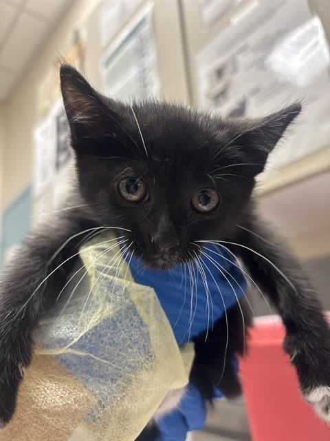 Shelter Stray Female Cat last seen Near BLOCK HELD RD BLOCK, 655 N Mojave Rd, Las Vegas, NV 89101, USA