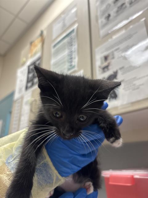 Shelter Stray Male Cat last seen Near BLOCK HELD RD BLOCK, 655 N Mojave Rd, Las Vegas, NV 89101, USA