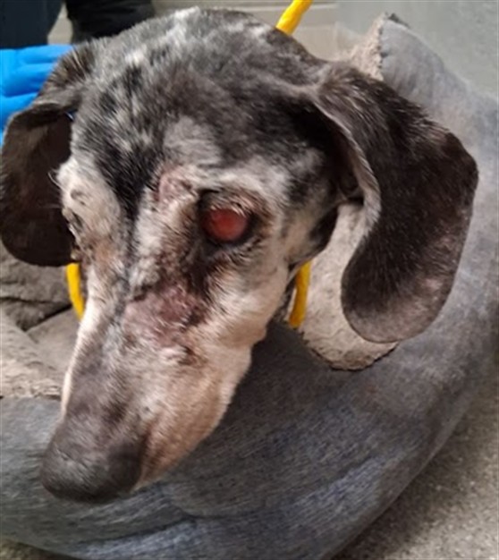 Shelter Stray Female Dog last seen MEADOWS LN & S DECATUR BLVD, 655 N Mojave Rd, Las Vegas, NV 89101, USA