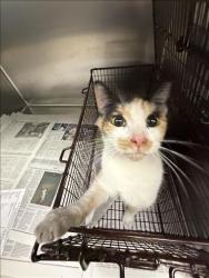 Shelter Stray Female Cat last seen , 11361 W Pico Blvd, Los Angeles, CA 90064, USA