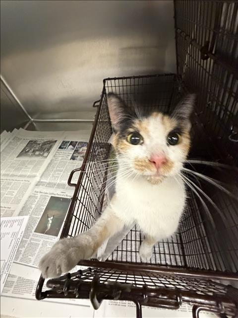 Shelter Stray Female Cat last seen , 11361 W Pico Blvd, Los Angeles, CA 90064, USA